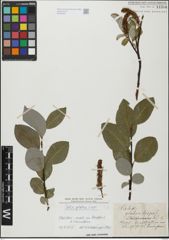 Foto von Salix glabra Scop.